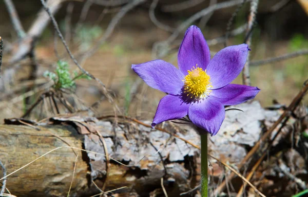 Bahar manzara. Çiçekleri içinde belgili tanımlık vahşi. Bahar çiçek Pulsatilla. Pasque çiçek ya da pasqueflower, Rüzgar çiçek, çayır bitkisi, Paskalya çiçek ve çayır anemone ortak adları dahil. 