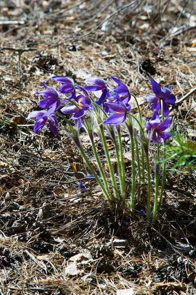 Frühlingslandschaft Blumen Die Freier Wildbahn Wachsen Frühlingsblume Pulsatilla Häufige Namen — Stockfoto