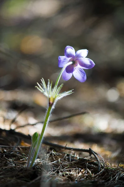 Bahar manzara. Çiçekleri içinde belgili tanımlık vahşi. Bahar çiçek Pulsatilla. Pasque çiçek ya da pasqueflower, Rüzgar çiçek, çayır bitkisi, Paskalya çiçek ve çayır anemone ortak adları dahil. 
