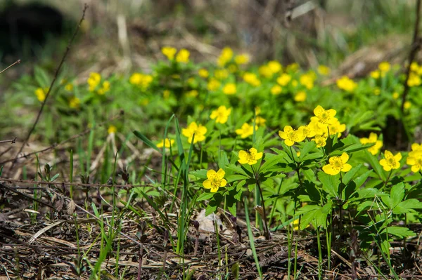 Anemone Yellow Forest Flower Género Botânico Pertencente Família Asteraceae — Fotografia de Stock