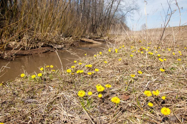 Coltsfoot bilinen Tussilago farfara bitki papatya ailesindeki groundsel kabile bir bitkidir