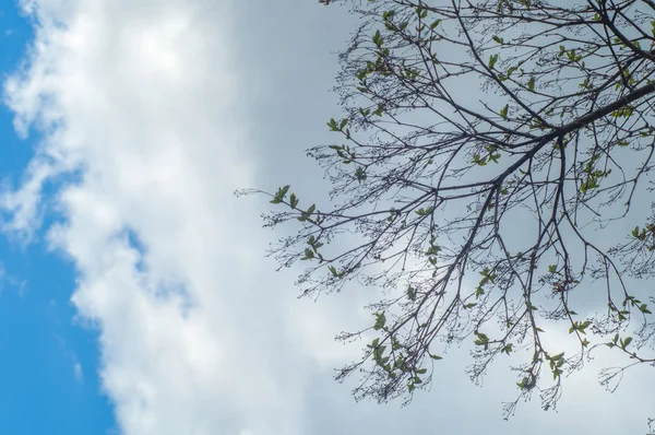 背景画像 春の風景 木の第一本葉のテクスチャ — ストック写真