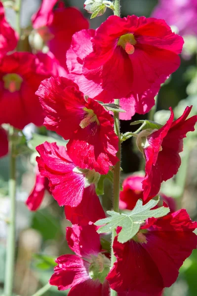 Malwy Kwiaty Roślina Zielna Owłosione Łodygi Różowe Lub Purpurowe Kwiaty — Zdjęcie stockowe