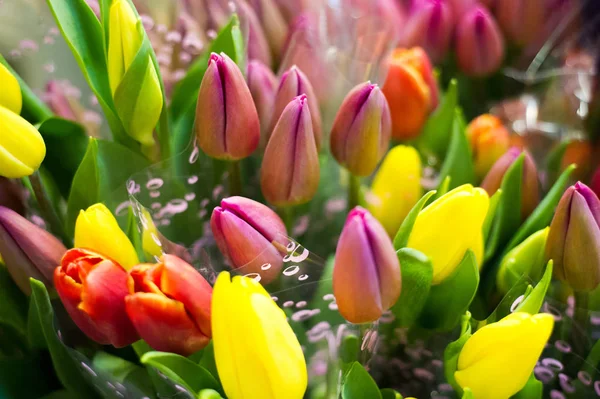 Kuva Kukkakimpusta Tulppaaneja Bulbous Kevät Kukinnan Kasvi Perheen Liljat Rohkeasti — kuvapankkivalokuva