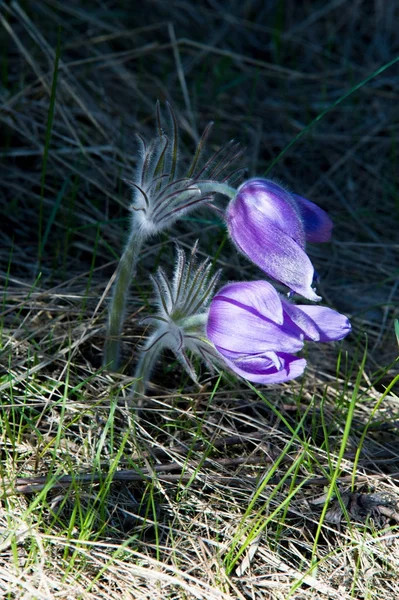 Wiosenny Krajobraz Kwiaty Rosnące Środowisku Naturalnym Wiosna Kwiat Sasanka Nazwy — Zdjęcie stockowe