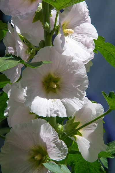 Flores Malva Uma Planta Herbácea Com Caules Peludos Flores Rosa — Fotografia de Stock