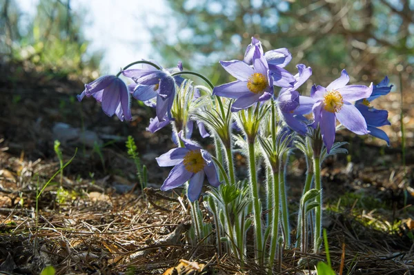 Bahar manzara. Çiçekleri içinde belgili tanımlık vahşi. Bahar çiçek Pulsatilla. Pasque çiçek ya da pasqueflower, Rüzgar çiçek, çayır bitkisi, Paskalya çiçek ve çayır anemone ortak adları dahil. 