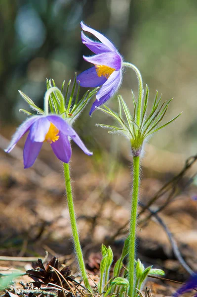 Spring Landscape Flowers Growing Wild Spring Flower Pulsatilla Common Names — Stock Photo, Image