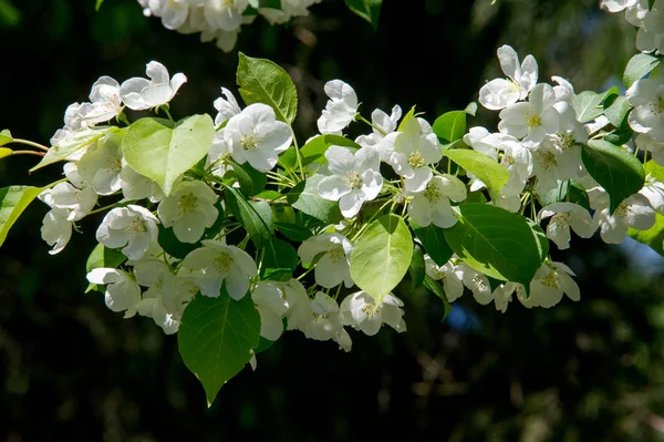 Bahar Manzara Fotoğrafları Çiçek Açması Elma Ağaçlarının — Stok fotoğraf