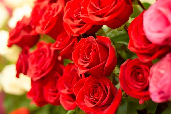 Ένα Πορτρέτο Του Ροζ Λουλούδια Ένα Μπουκέτο Μπουκέτο Τριαντάφυλλα Διάφορα — Φωτογραφία Αρχείου