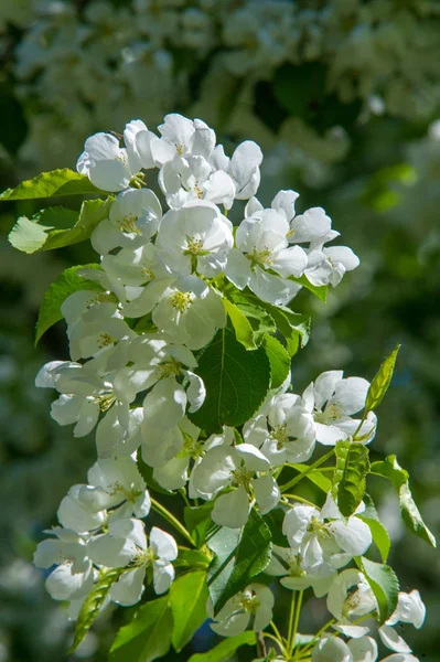 Fotos Del Paisaje Primavera Manzanos Flor —  Fotos de Stock