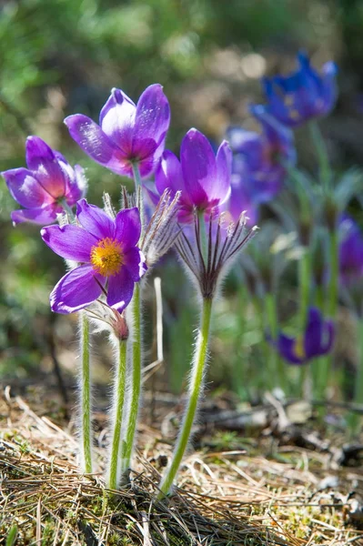 Bahar manzara. Çiçekleri içinde belgili tanımlık vahşi. Bahar çiçek Pulsatilla. Pasque çiçek ya da pasqueflower, Rüzgar çiçek, çayır bitkisi, Paskalya çiçek ve çayır anemone ortak adları dahil. 
