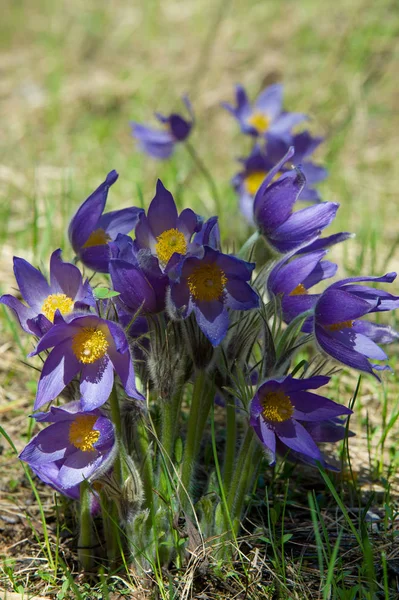 Bahar manzara. Çiçekleri içinde belgili tanımlık vahşi. Bahar çiçek Pulsatilla. Pasque çiçek ya da pasqueflower, Rüzgar çiçek, çayır bitkisi, Paskalya çiçek ve çayır anemone ortak adları dahil. 
