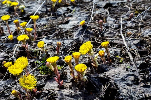 Coltsfoot bilinen Tussilago farfara bitki papatya ailesindeki groundsel kabile bir bitkidir