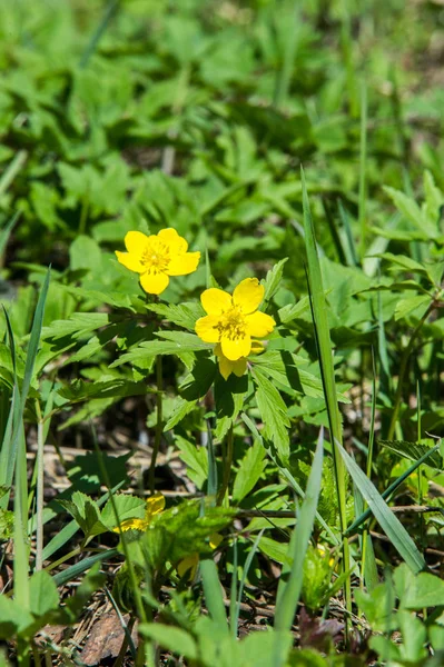 Anemone Gele Bos Bloem Een Geslacht Van Ongeveer 200 Soorten — Stockfoto