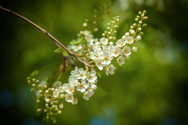 Biglietto Auguri Primavera Ciliegio Uccello Fiore Primo Piano Ramo Tartaruga — Foto Stock