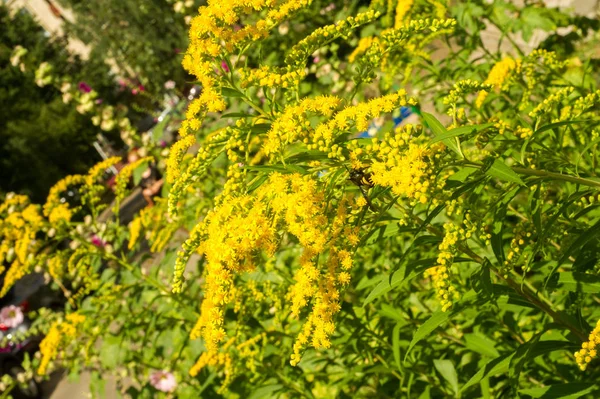 Solidago, goldenrods, yaygın olarak adlandırılan bir tür Aster, bitki ailesindeki çiçekli bitki cinsidir. Bunların çoğu çok yıllık otsu türler açık yerlerde bulundu