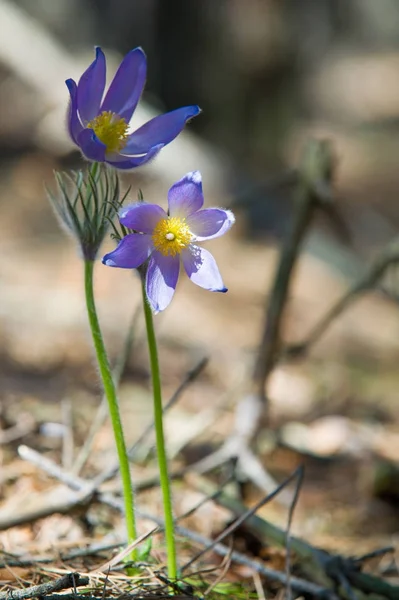 Bahar manzara. Çiçekleri içinde belgili tanımlık vahşi. Bahar çiçek Pulsatilla. Pasque çiçek ya da pasqueflower, Rüzgar çiçek, çayır bitkisi, Paskalya çiçek ve çayır anemone ortak adları dahil. 
