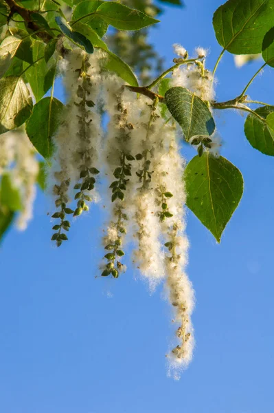 Yaz manzara. Kavak kabartmak. Kavak kabartmak alerji için sorumlu değil, yaz kavak kabartmak ile başlar. Sihirli kavak. Gizemli kavak kabartmak