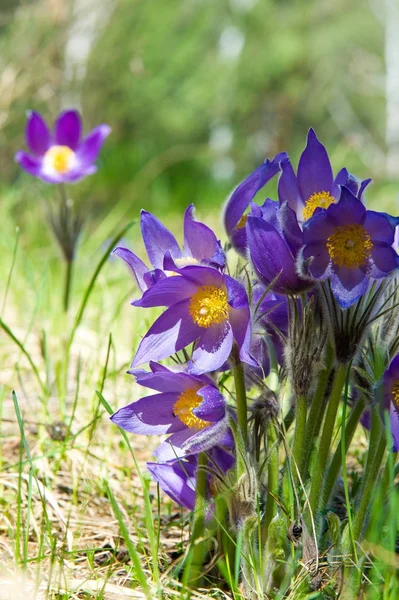 Bahar manzara. Çiçekleri içinde belgili tanımlık vahşi. Bahar çiçek Pulsatilla. Pasque çiçek ya da pasqueflower, Rüzgar çiçek, çayır bitkisi, Paskalya çiçek ve çayır anemone ortak adları dahil. 