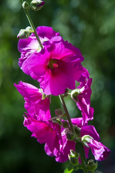 Ebegümeci çiçekler. kıllı kaynaklanıyor, pembe ya da mor çiçekler ve disk şeklinde meyve otsu bir bitki. Birkaç tür süsbitkileri yetiştirilen ve bazı yemeklik.