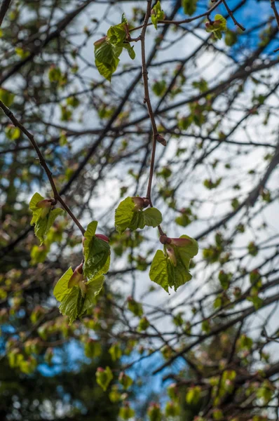 Textur Des Hintergrundbildes Frühlingslandschaft Die Ersten Blätter Der Bäume — Stockfoto