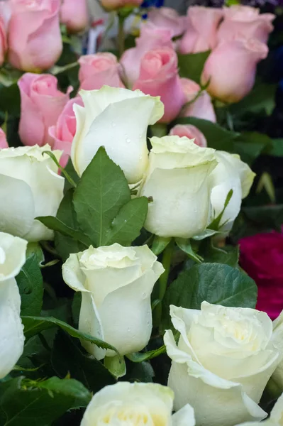 Bir buket gül fotoğraf. Bir dikenli çalı veya genellikle kırmızı, pembe, sarı veya beyaz güzel kokulu çiçekler, kuzey ılıman bölgelere yerli ayılar çalı. 