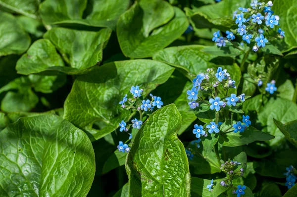 Myosotis Sylvatica Bosco Forget Bosco Forget Una Specie Pianta Fiore — Foto Stock