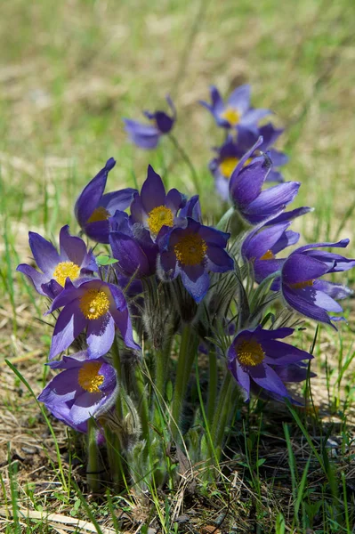 Bahar manzara. Çiçekleri içinde belgili tanımlık vahşi. Bahar çiçek Pulsatilla. Pasque çiçek ya da pasqueflower, Rüzgar çiçek, çayır bitkisi, Paskalya çiçek ve çayır anemone ortak adları dahil. 
