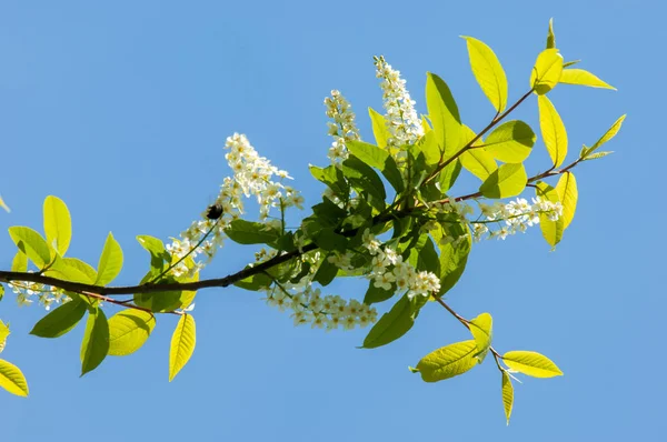 Bahar tebrik kartı, çiçeği kuş kiraz. Bir kaplumbağa şube Close-up parlak gökyüzü karşı yaktı. Kuş-kiraz ağaç izole çiçeklenme. kuş kiraz içinde güneşli çiçekler gün, yakın çekim