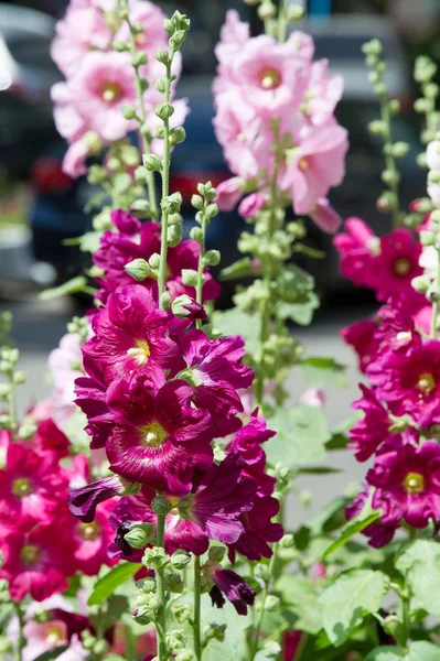 Ebegümeci çiçekler. kıllı kaynaklanıyor, pembe ya da mor çiçekler ve disk şeklinde meyve otsu bir bitki. Birkaç tür süsbitkileri yetiştirilen ve bazı yemeklik.