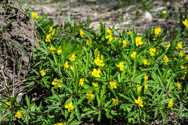 Anemon sarı orman çiçek çiçekli bitkiler buttercup ailesinin ılıman bölgelerde yerel yaklaşık 200 türü bir cinsidir.