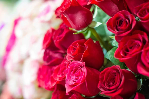 Bir buket gül fotoğraf. Bir dikenli çalı veya genellikle kırmızı, pembe, sarı veya beyaz güzel kokulu çiçekler, kuzey ılıman bölgelere yerli ayılar çalı. 