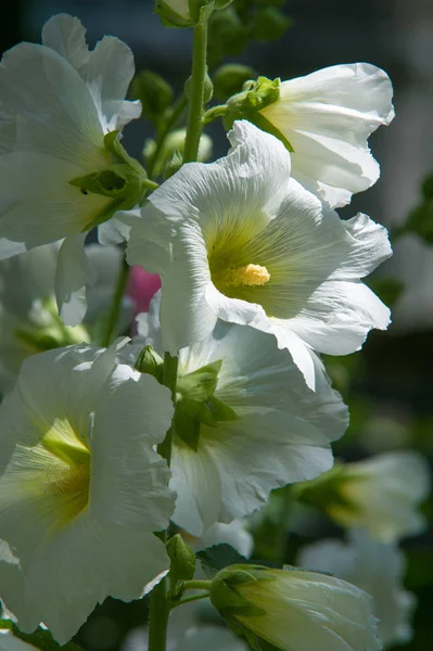 Ebegümeci çiçekler. kıllı kaynaklanıyor, pembe ya da mor çiçekler ve disk şeklinde meyve otsu bir bitki. Birkaç tür süsbitkileri yetiştirilen ve bazı yemeklik.