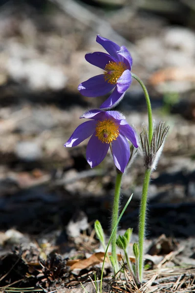 Spring landscape. Flowers growing in the wild. Spring flower Pulsatilla. Common names include pasque flower or pasqueflower, wind flower, prairie crocus, Easter flower, and meadow anemone.