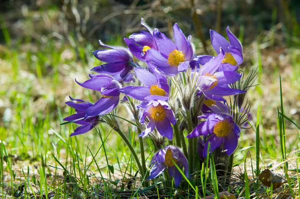 Bahar Manzara Çiçekleri Içinde Belgili Tanımlık Vahşi Bahar Çiçek Pulsatilla — Stok fotoğraf