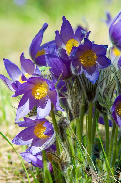 Bahar manzara. Çiçekleri içinde belgili tanımlık vahşi. Bahar çiçek Pulsatilla. Pasque çiçek ya da pasqueflower, Rüzgar çiçek, çayır bitkisi, Paskalya çiçek ve çayır anemone ortak adları dahil. 