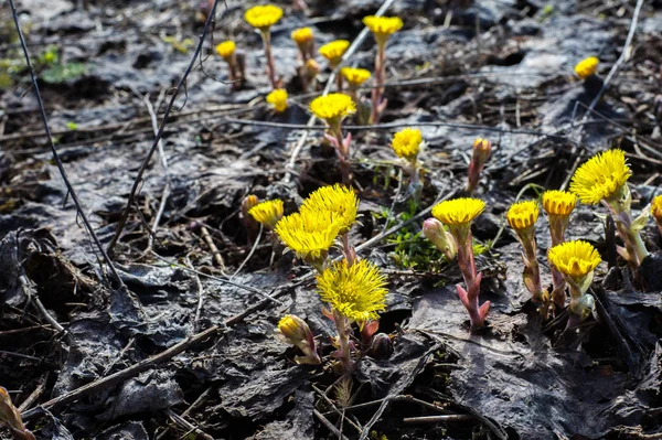 Coltsfoot bilinen Tussilago farfara bitki papatya ailesindeki groundsel kabile bir bitkidir