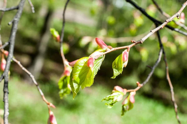 Textura Imagem Fundo Paisagem Primavera Primeiras Folhas Árvores — Fotografia de Stock