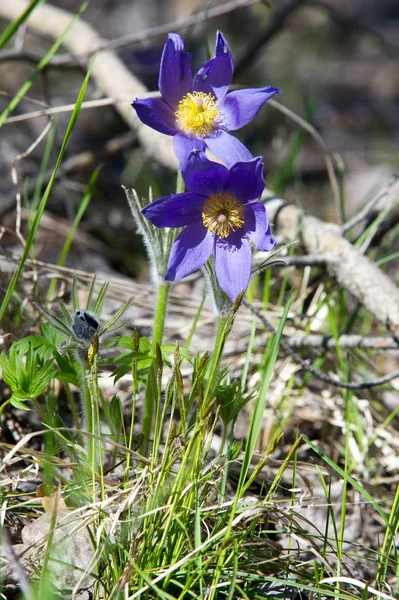 Bahar manzara. Çiçekleri içinde belgili tanımlık vahşi. Bahar çiçek Pulsatilla. Pasque çiçek ya da pasqueflower, Rüzgar çiçek, çayır bitkisi, Paskalya çiçek ve çayır anemone ortak adları dahil. 