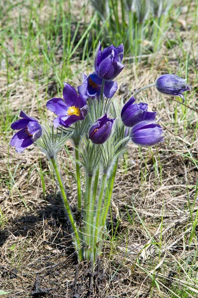 Wiosenny Krajobraz Kwiaty Rosnące Środowisku Naturalnym Wiosna Kwiat Sasanka Nazwy — Zdjęcie stockowe