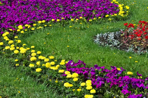 Bahar kentsel peyzaj. Şehir parkları. büyük şehir parkı yeşil çim alanı. güzel sabah ışık yeşil çim sahası ile kamu parki
