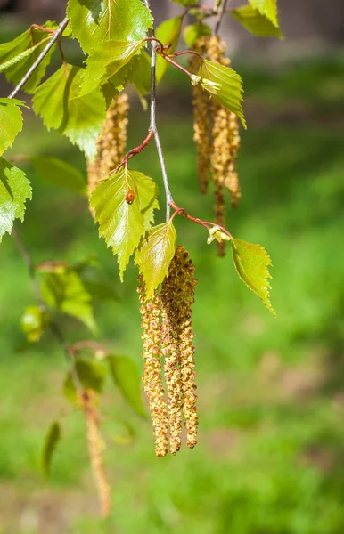 Arka plan resmi, bahar peyzaj, ağaçlar ilk yaprak dokusu