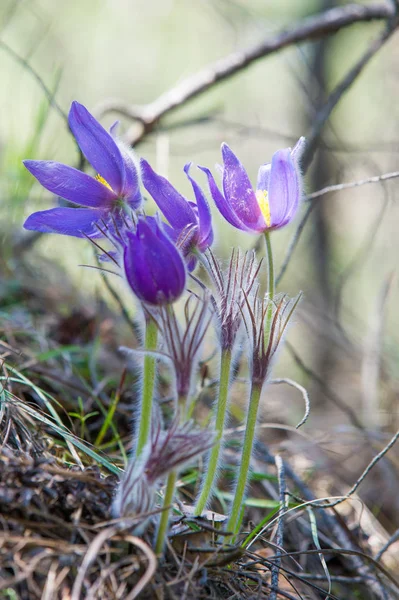 Bahar manzara. Çiçekleri içinde belgili tanımlık vahşi. Bahar çiçek Pulsatilla. Pasque çiçek ya da pasqueflower, Rüzgar çiçek, çayır bitkisi, Paskalya çiçek ve çayır anemone ortak adları dahil. 