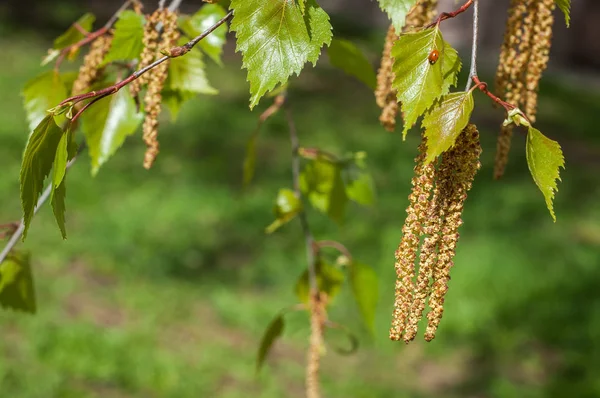 Arka plan resmi, bahar peyzaj, ağaçlar ilk yaprak dokusu
