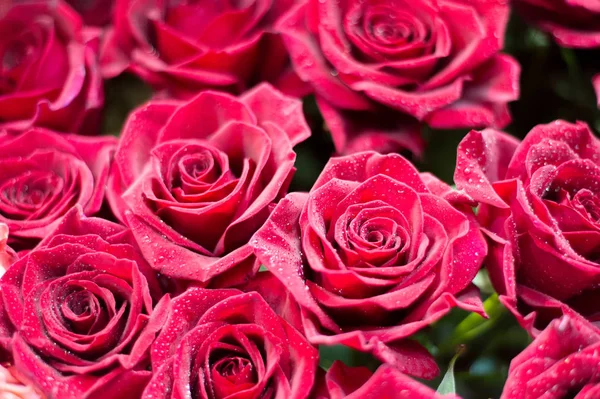 Bir buket gül fotoğraf. Bir dikenli çalı veya genellikle kırmızı, pembe, sarı veya beyaz güzel kokulu çiçekler, kuzey ılıman bölgelere yerli ayılar çalı. 