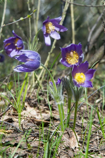 Bahar manzara. Çiçekleri içinde belgili tanımlık vahşi. Bahar çiçek Pulsatilla. Pasque çiçek ya da pasqueflower, Rüzgar çiçek, çayır bitkisi, Paskalya çiçek ve çayır anemone ortak adları dahil. 
