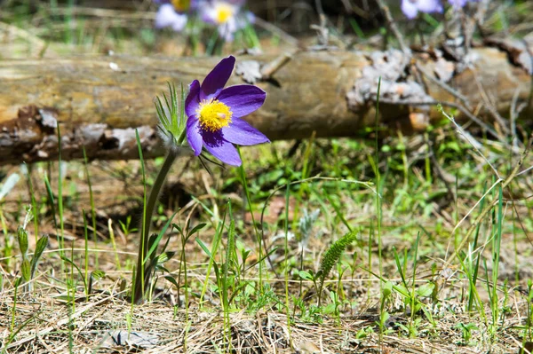 Bahar manzara. Çiçekleri içinde belgili tanımlık vahşi. Bahar çiçek Pulsatilla. Pasque çiçek ya da pasqueflower, Rüzgar çiçek, çayır bitkisi, Paskalya çiçek ve çayır anemone ortak adları dahil. 