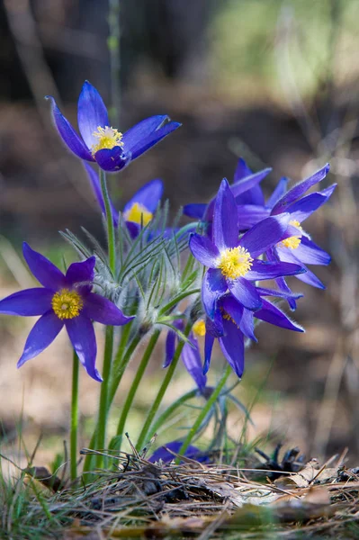 Bahar manzara. Çiçekleri içinde belgili tanımlık vahşi. Bahar çiçek Pulsatilla. Pasque çiçek ya da pasqueflower, Rüzgar çiçek, çayır bitkisi, Paskalya çiçek ve çayır anemone ortak adları dahil. 