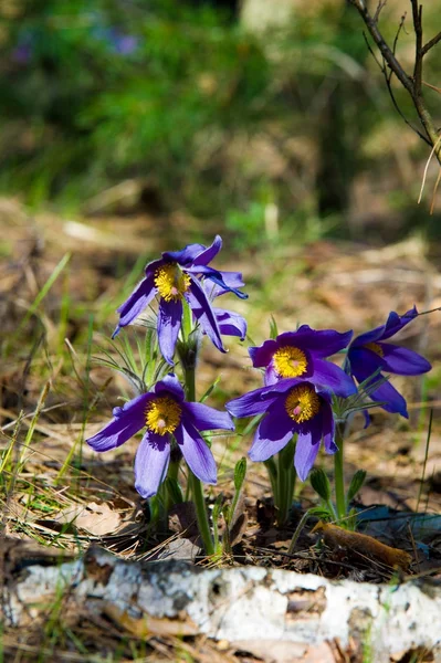 Paisaje Primavera Flores Que Crecen Naturaleza Flor Primavera Pulsatilla Los — Foto de Stock